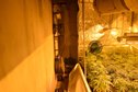 Policjanci zlikwidowali plantację konopi indyjskich